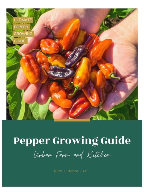 A hand holding peppers.