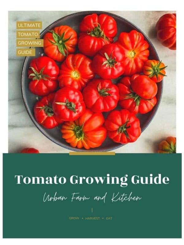 tomato ebook cover with red costoluto tomatoes in a bowl
