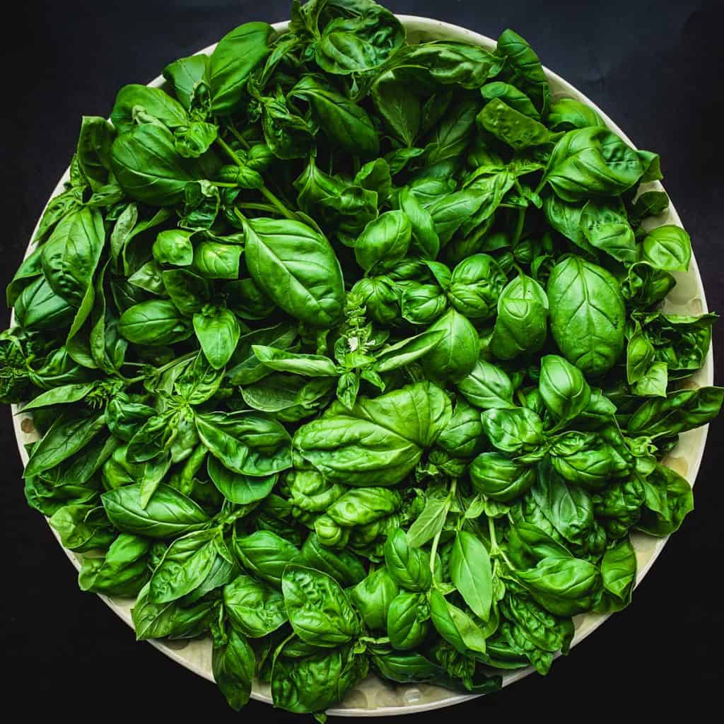 freshly harvested green basil in large bowl