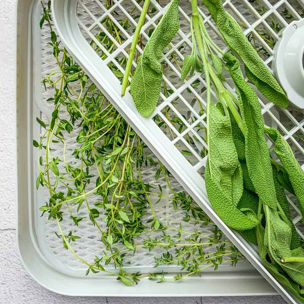 sage and thyme on a dehydrator rack.
