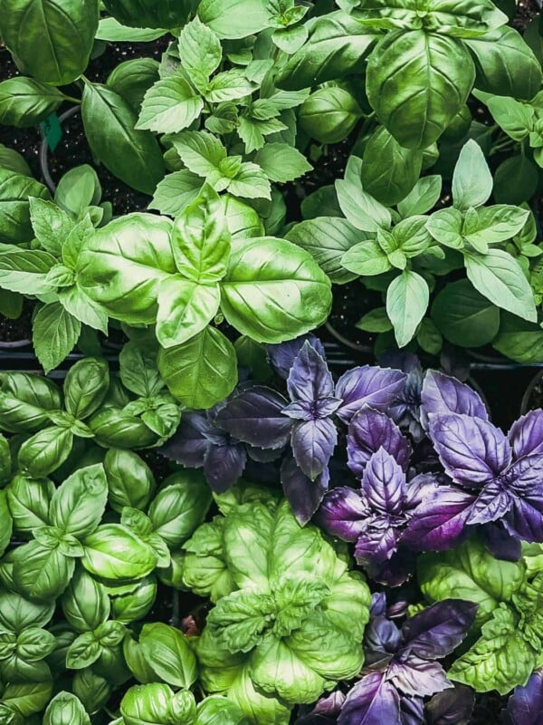 Green and purple basil seedlings.