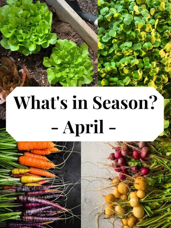 Lettuce, arugula, carrots and radish as seasonal produce for April.