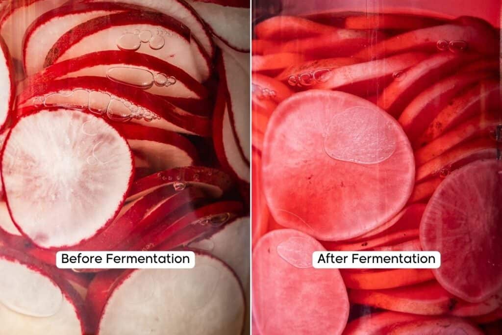Fermented Raddish Fermented Radishes (Lacto-fermented radish slices) - Urban Farm and Kitchen