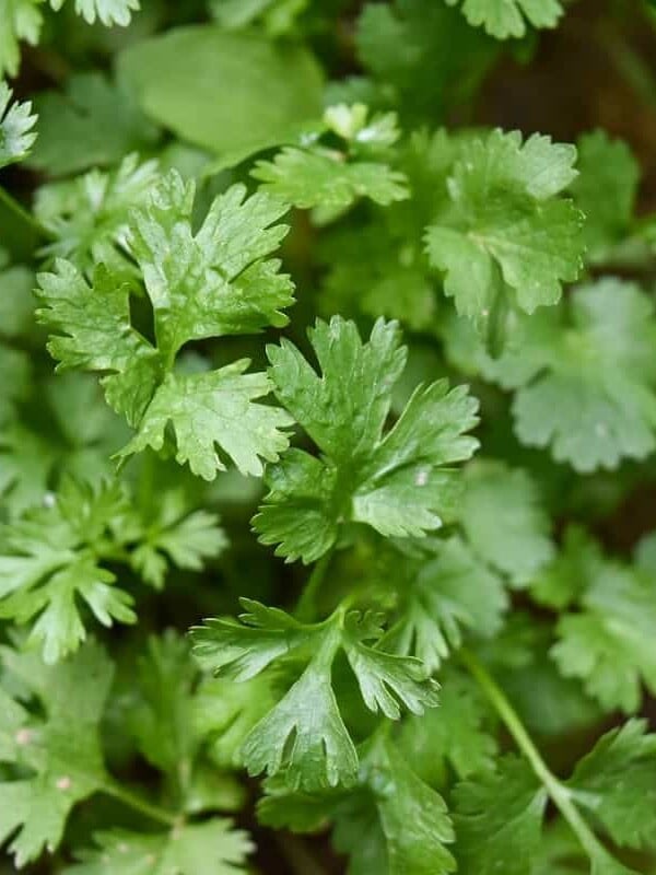 Fresh cilantro growing in soil.