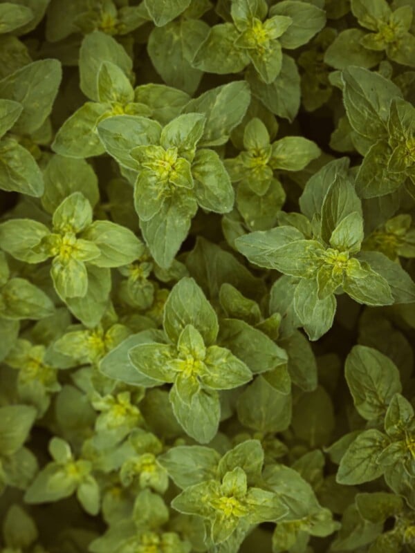 Oregano plant growing in the garden.