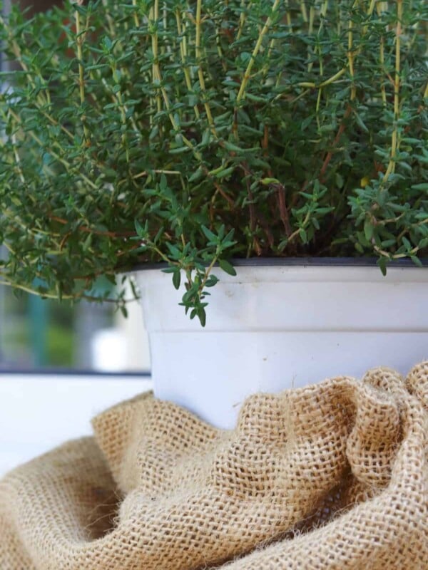 Herbs growing in a container.