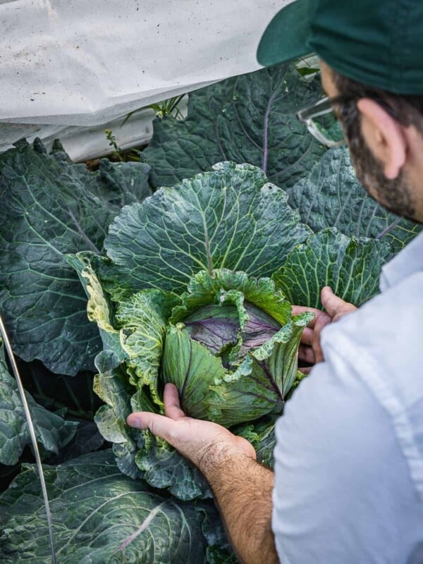 A savoy head of cabbage growing in the garden.