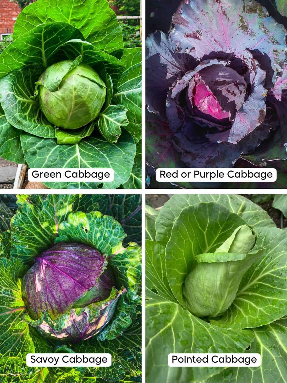 Different Types Of Cabbage Plants Ornamental Cabbage Kale Parks Different Types Of Cabbage Plants Ornamental Cabbage Kale Parks