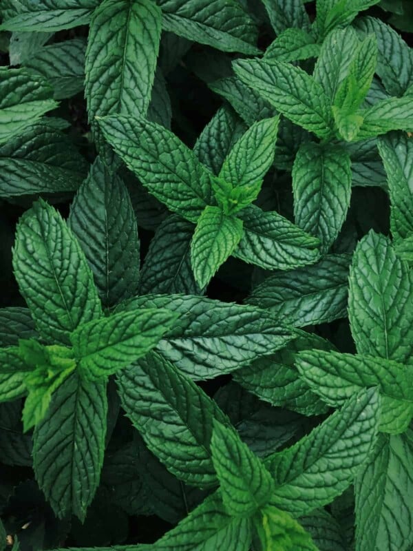 Mint leaves with variegation.