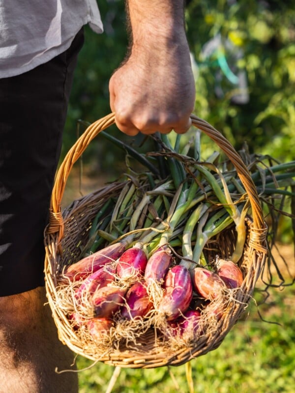 Holding a basket of shallots.