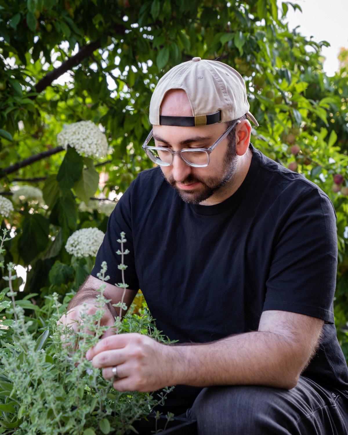 Luay Ghafari in the garden harvesting herbs.