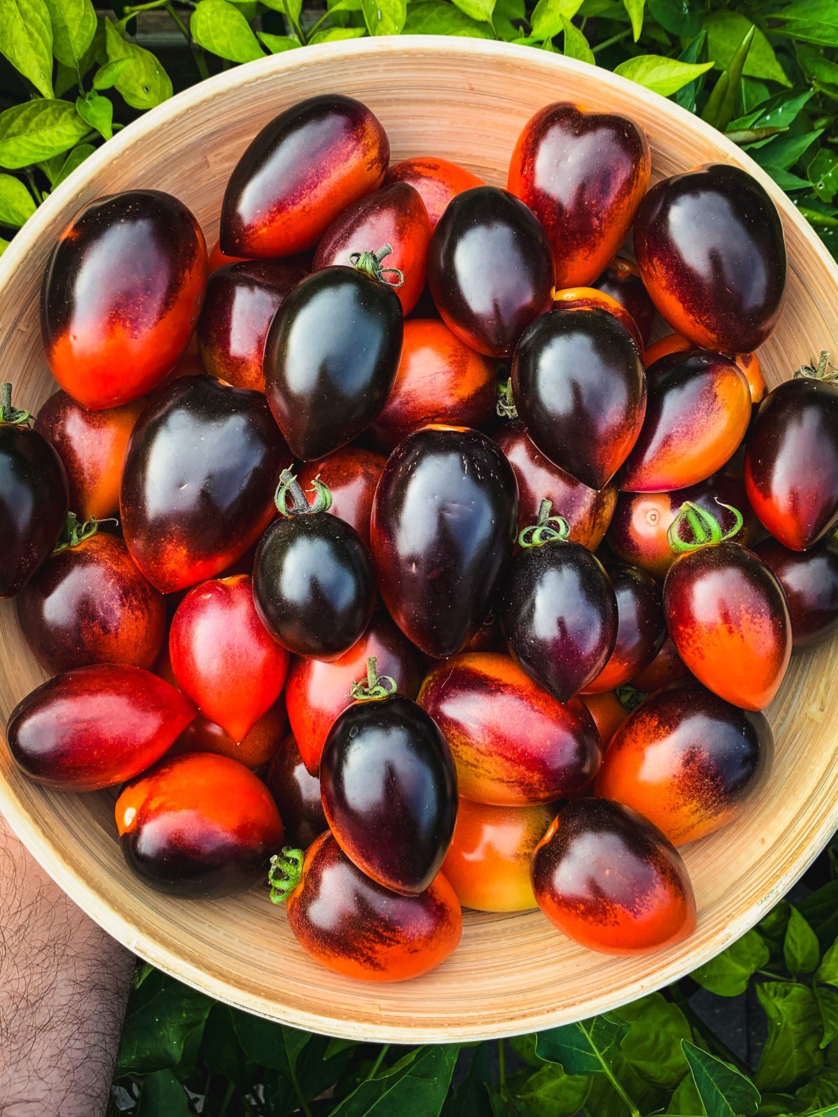 A bowl filled wit midnight Roma tomatoes.