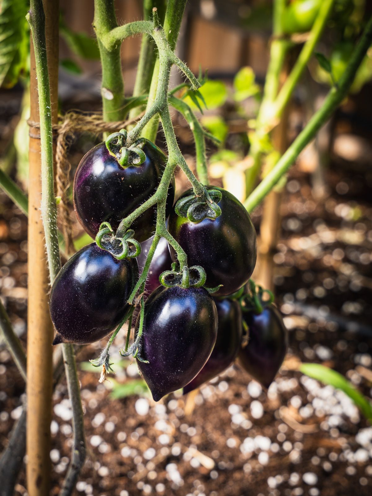 Midnight Roma tomatoes hanging in a cluster on the vine.