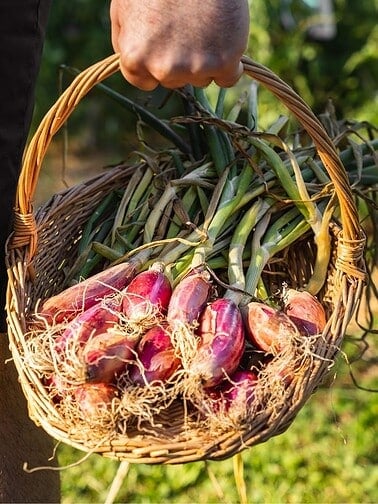 Basked of freshly pulled shallots with the greens still on.