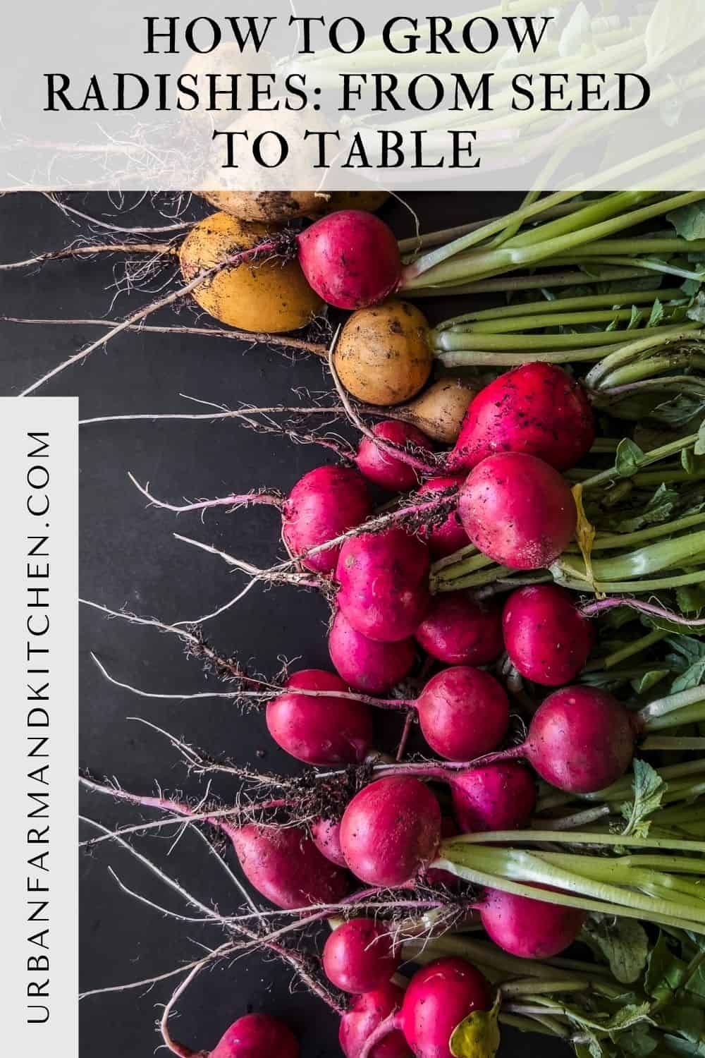 Colorful radishes with the greens still on.
