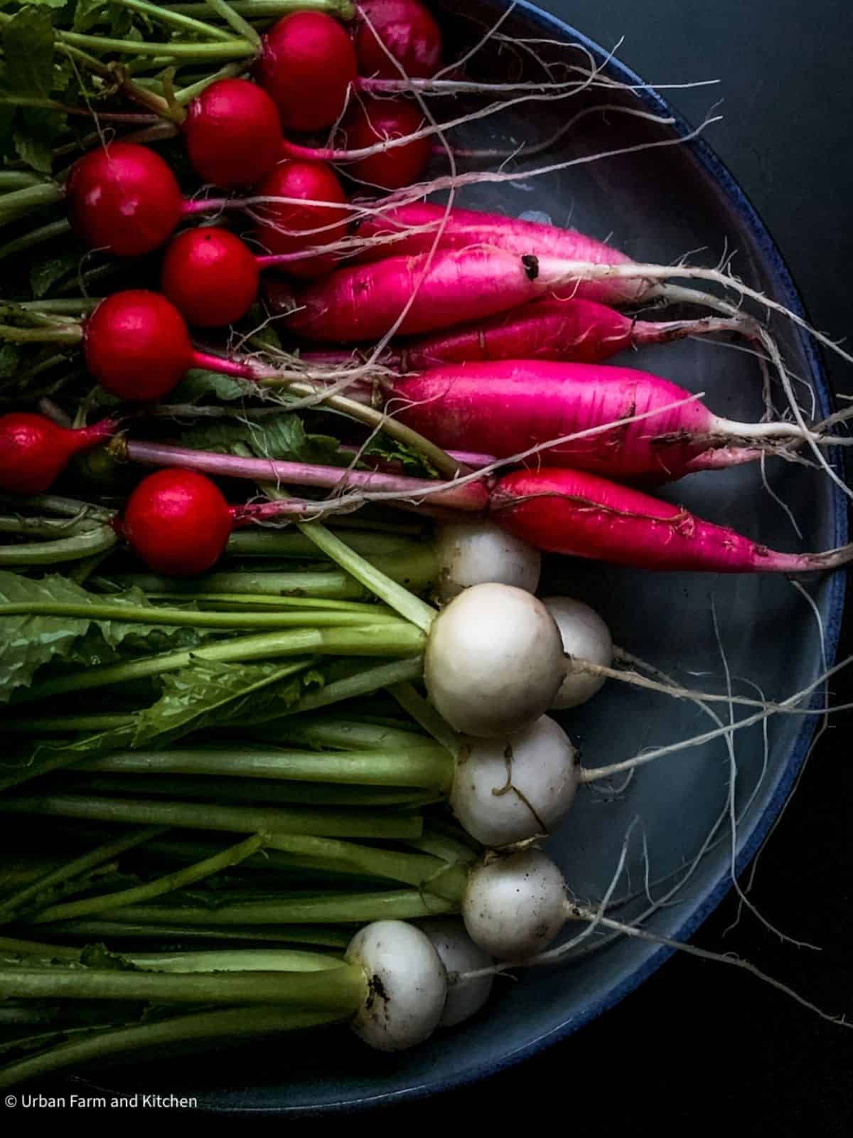 Colorful radishes with the greens still on.
