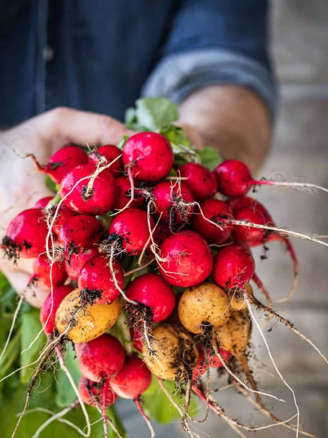 Tabletop Farming Growing Radishes: From Seed to Table - Urban Farm and Kitchen