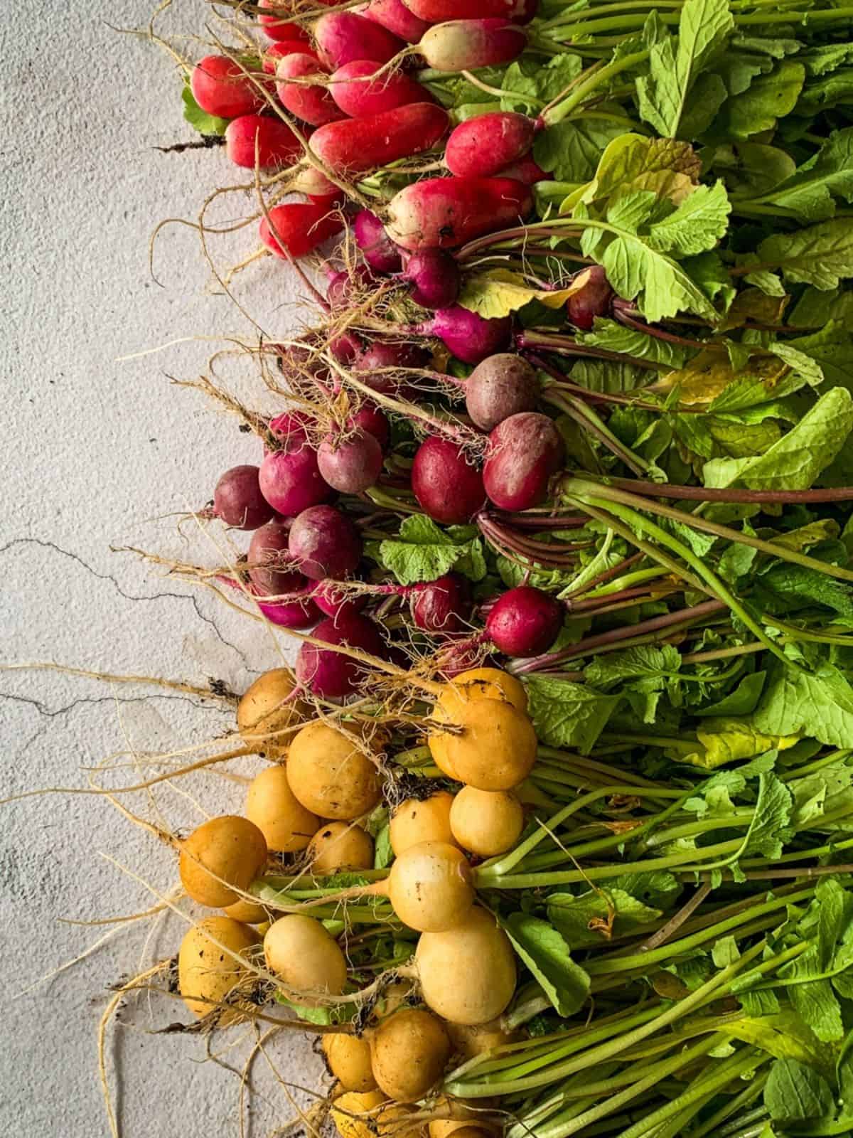 Colorful radishes with the greens still on.