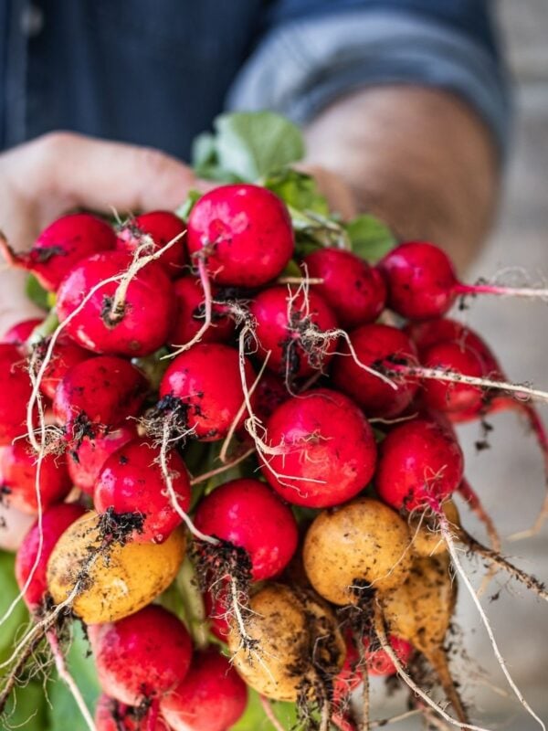 Colorful radishes with the greens still on.