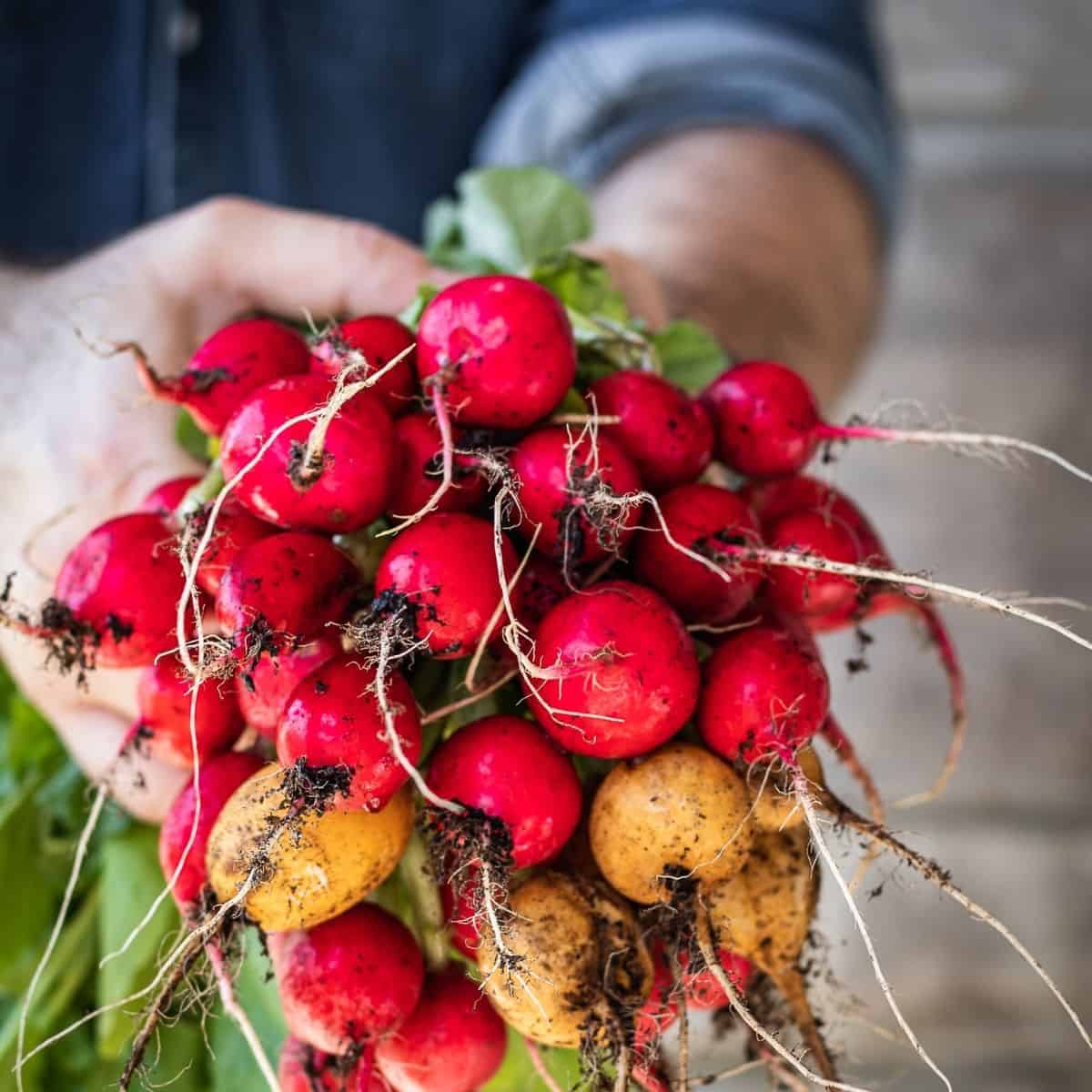 Growing Radishes: From Seed to Table - Urban Farm and Kitchen